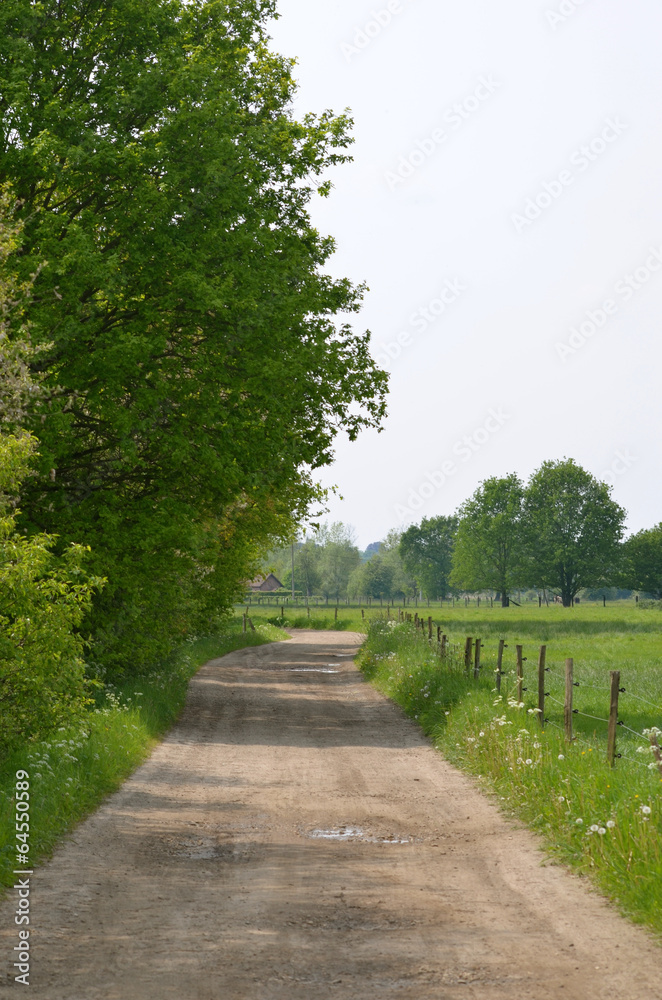 path with fields and trees