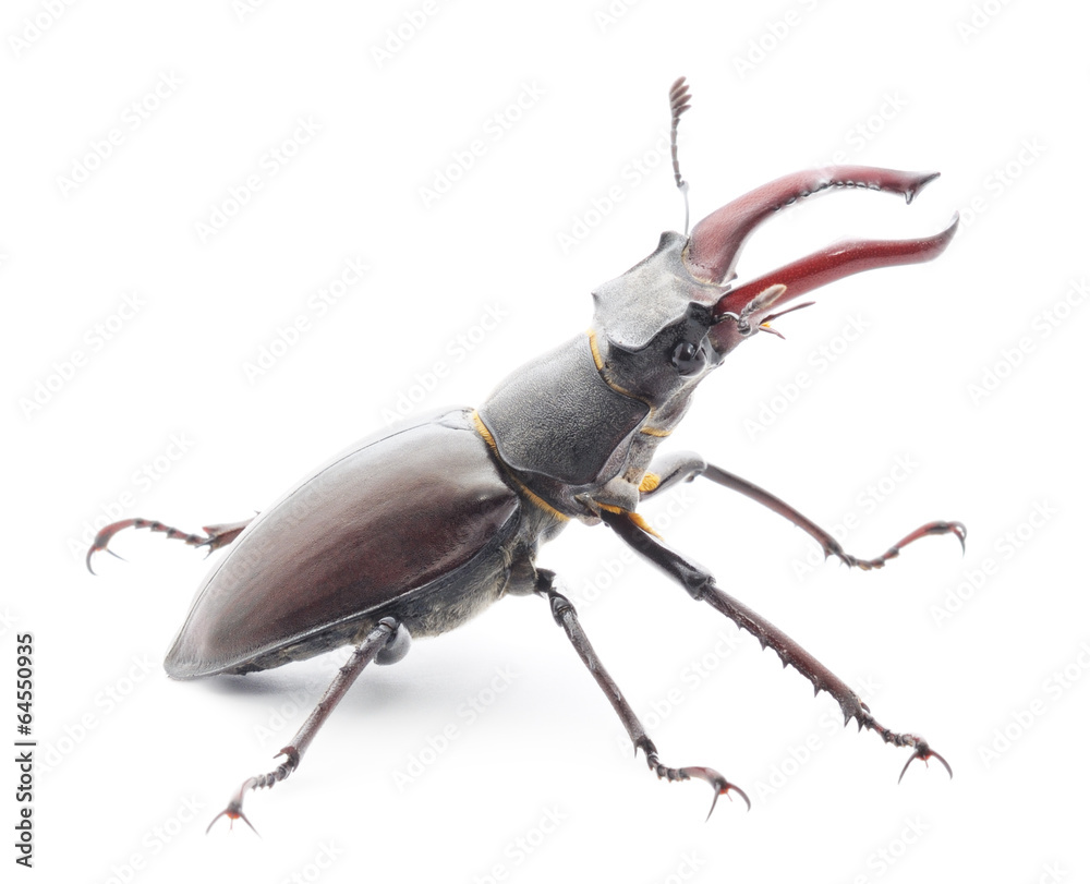 bugs (Oryctes Nasicornis)