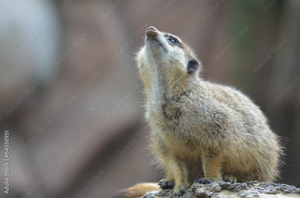 Obraz premium meerkat