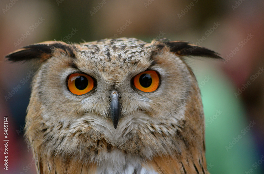 Obraz premium eagle-owl