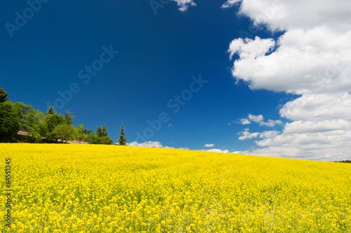 Oil seed rape field against blue sky