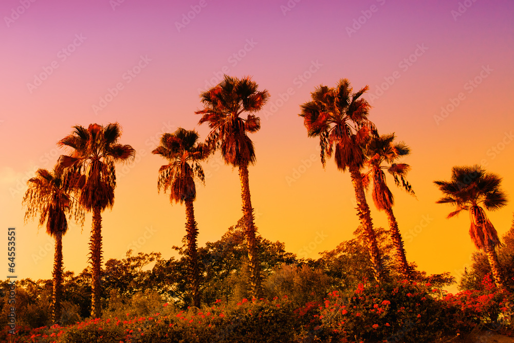 Palms silhouette at sunset background