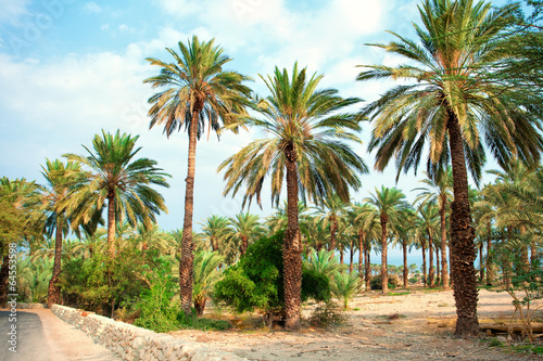 Fototapeta Naklejka Na Ścianę i Meble -  Date palm plantation near Dead Sea in Ein Gedi in Israel