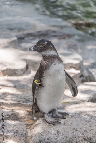 Portrait of a small penguin at sommer time, Germany