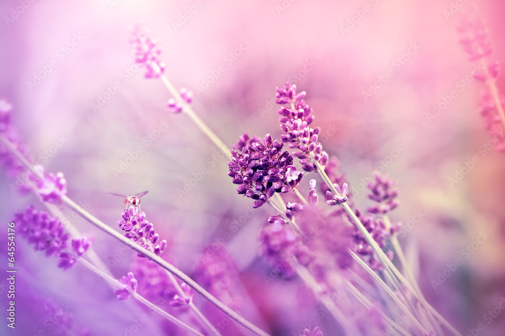 Obraz premium Soft focus on lavender