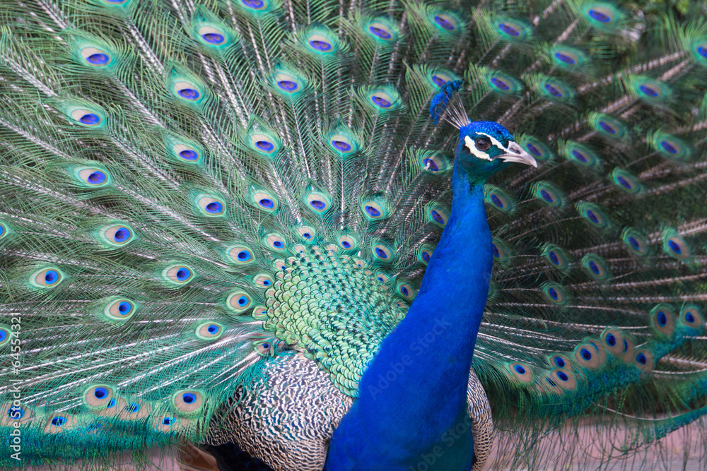 Obraz premium Peacock, Retiro Park, Madrid (Spain)