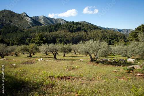 góry Marbella wspinaczka szczyt widok oliwki gaj