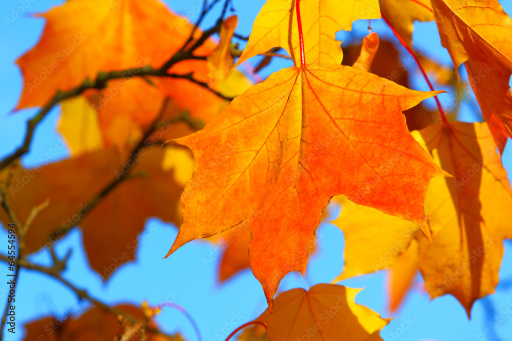 Background of autumn foliage Background of autumn foliage