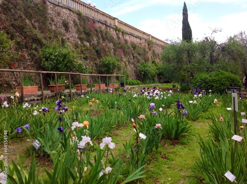 iris garden in Florence © luzicat