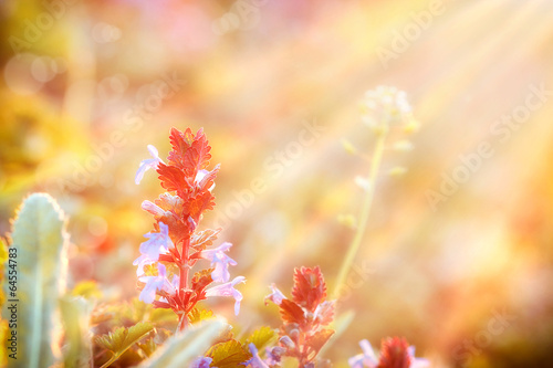 Meadow flowers bathed in sunlight