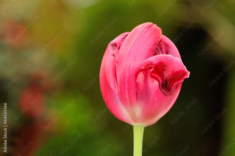 Red tulip buds against blurred background Red tulip buds against blurred background