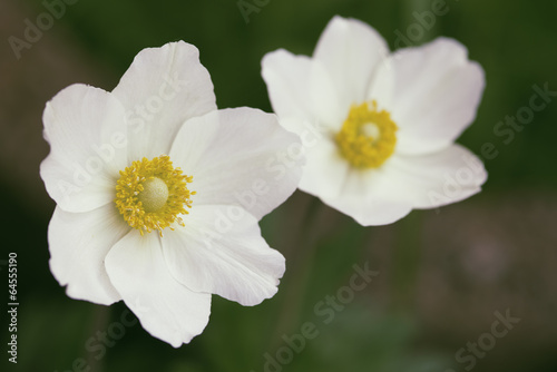 White flower with green background