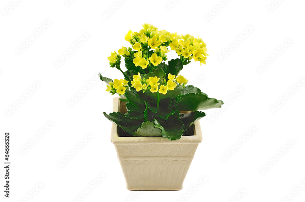 Small pot with yellow flowers