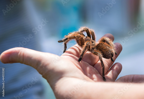 Child holding a tarantula spider on her hand