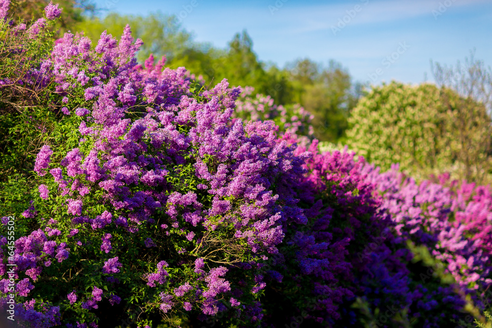 purple lilac bush blooming in May day. City park