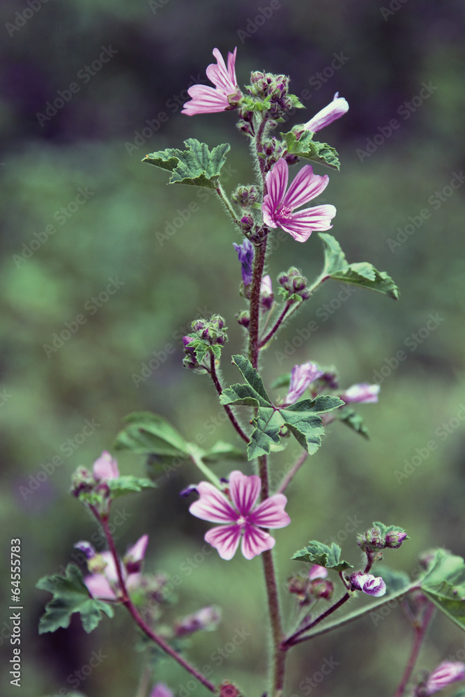 Malva rosa en flor, malva sylvestris foto de Stock | Adobe Stock