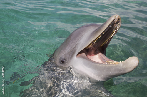 Bottlenose dolphin