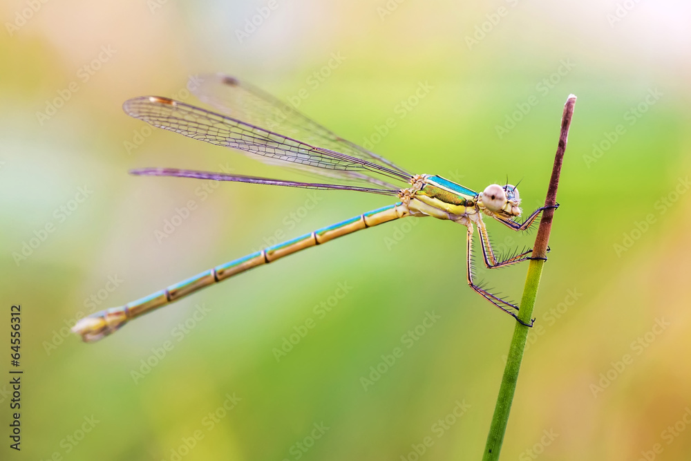 Green dragonfly Green dragonfly
