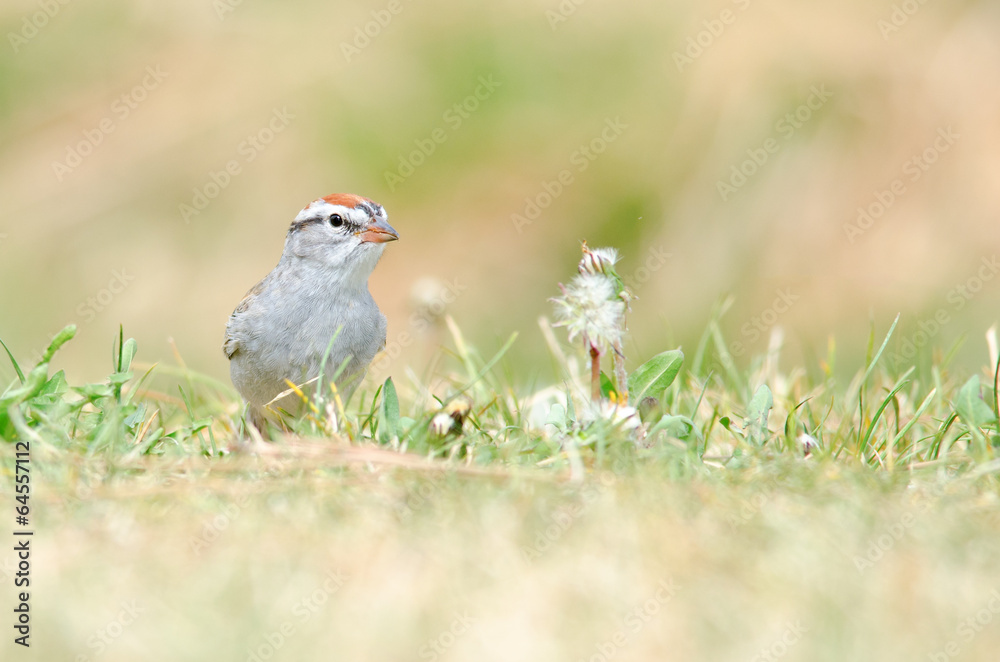 Chipping sparrow on grass Chipping sparrow on grass