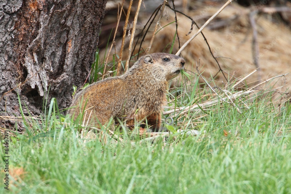 Obraz premium Groundhog (Marmota monax)