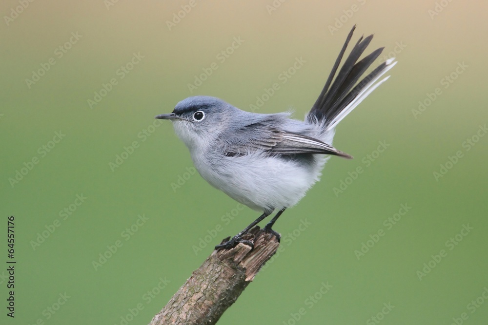 Fototapeta premium Blue-gray Gnatcatcher