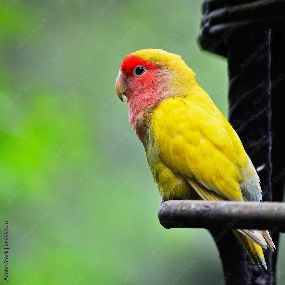 Fototapeta premium Lovebird