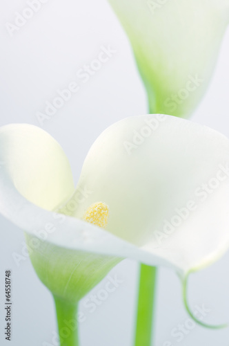 Fototapeta Naklejka Na Ścianę i Meble -  Calla lilies