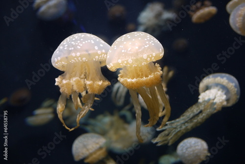 Jellyfish couple