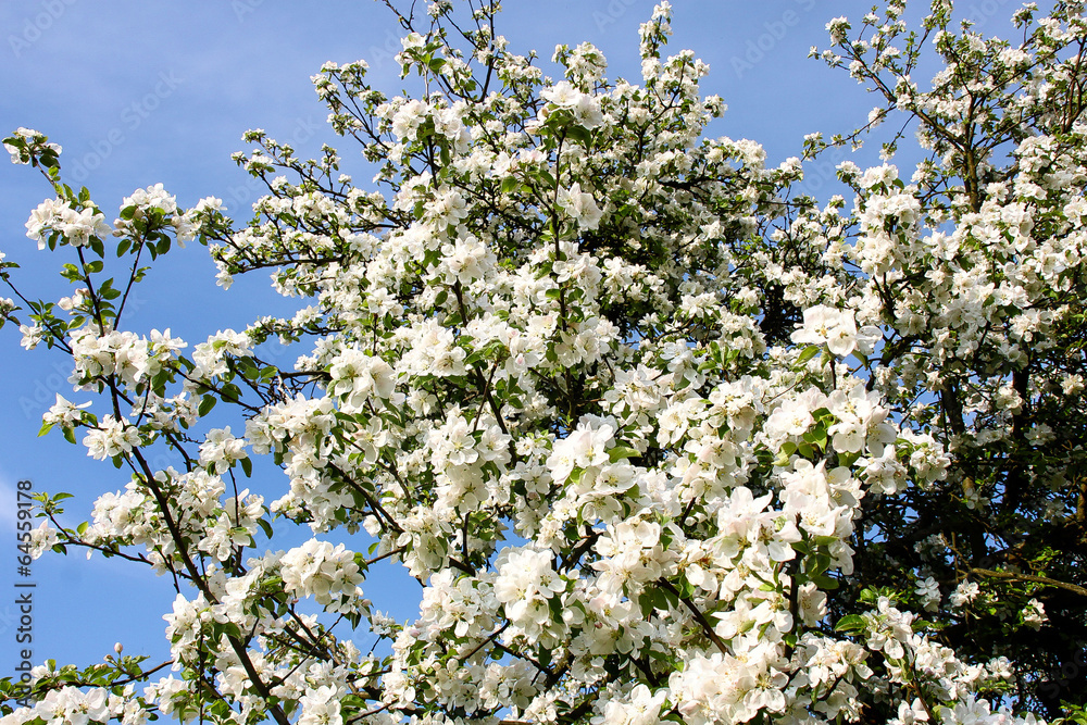 Apfelbaum Blüten