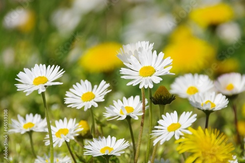 Loewenzahn und Gaensebluemchen - dandelion and daisy 06