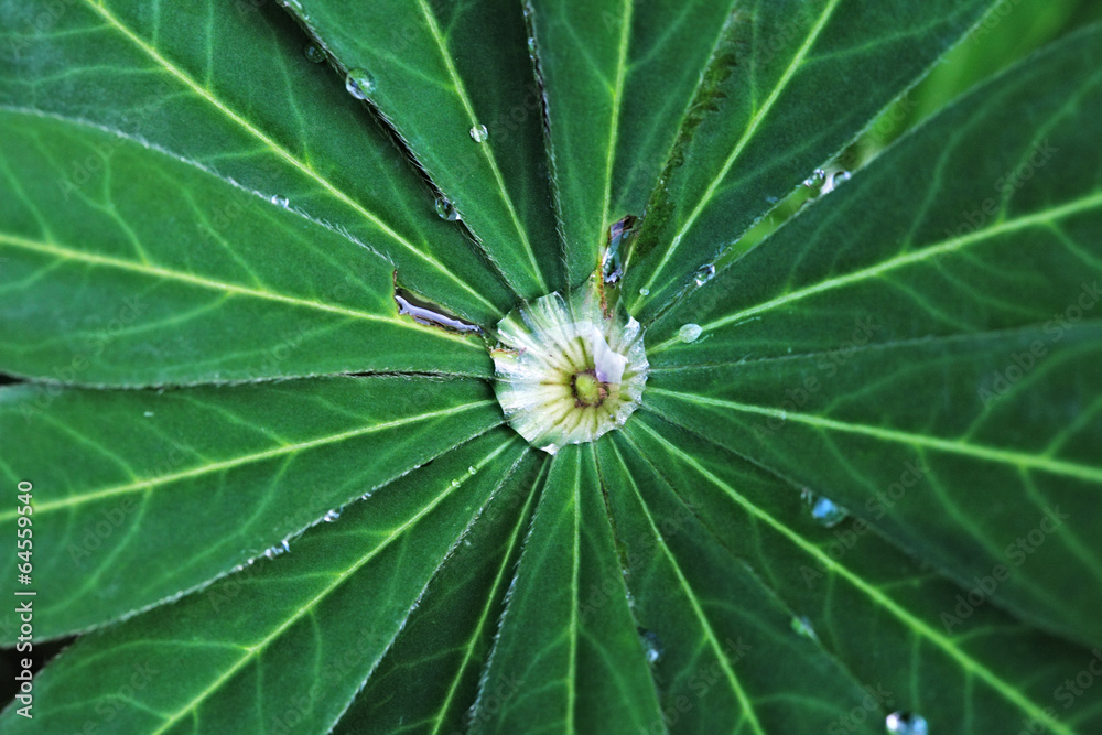 Green leaf with drops - lupinus. Green leaf with drops - lupinus.