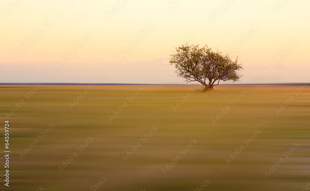 Lonely tree on blurred background at sunrise