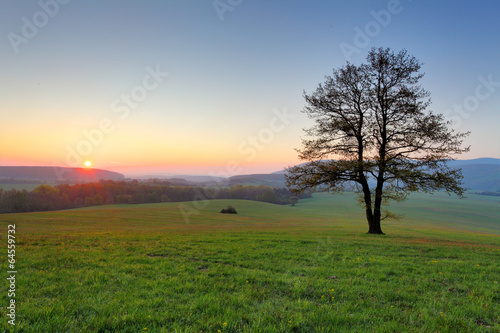Alone tree on meadow at sunset with sun and mist - panorama