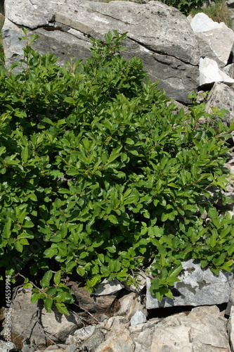 Nerprun nain (Rhamnus pumilus) photo