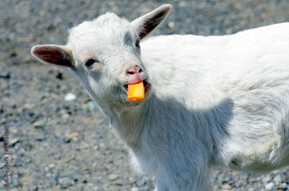 Obraz premium 仔山羊