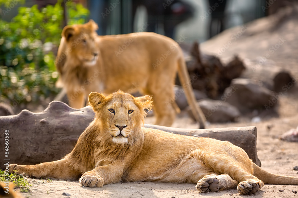 Obraz premium young lion resting