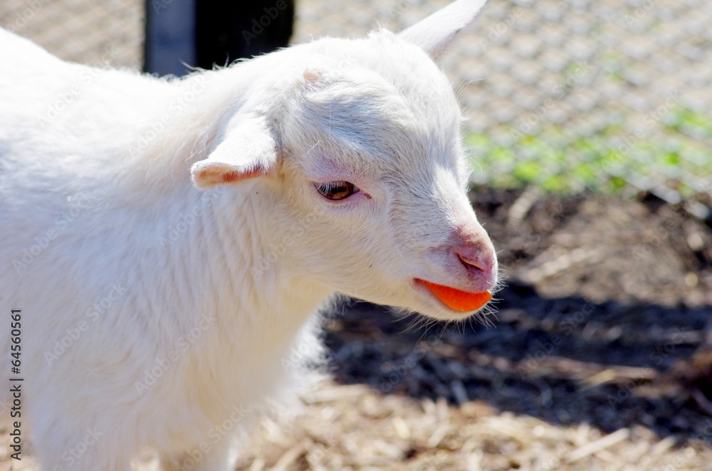 Obraz premium 仔山羊