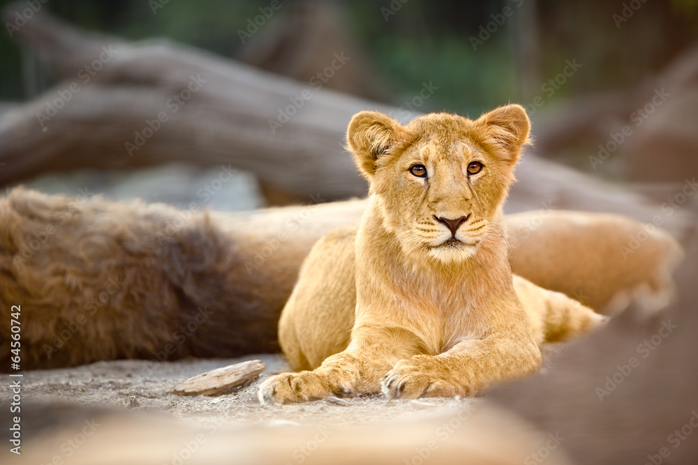 Fototapeta premium lioness