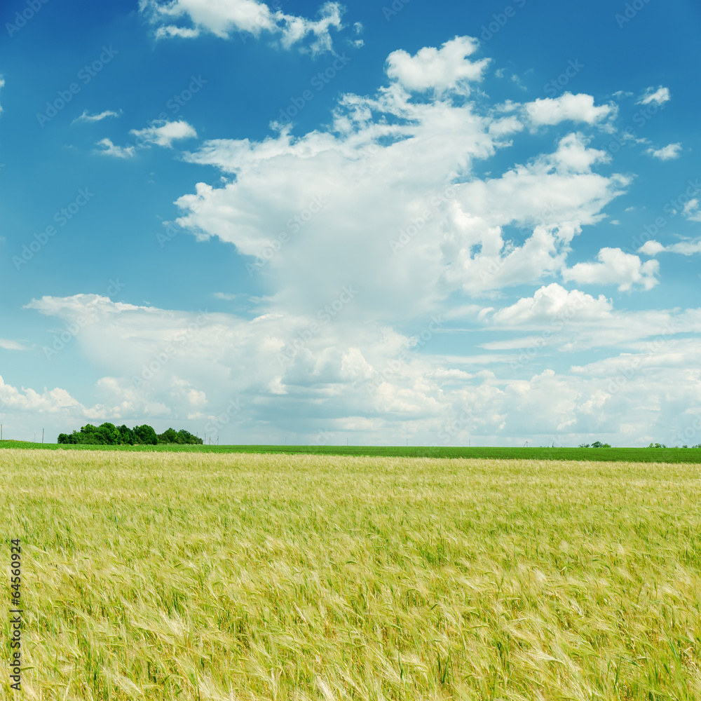 Obraz premium blue cloudy sky and green field