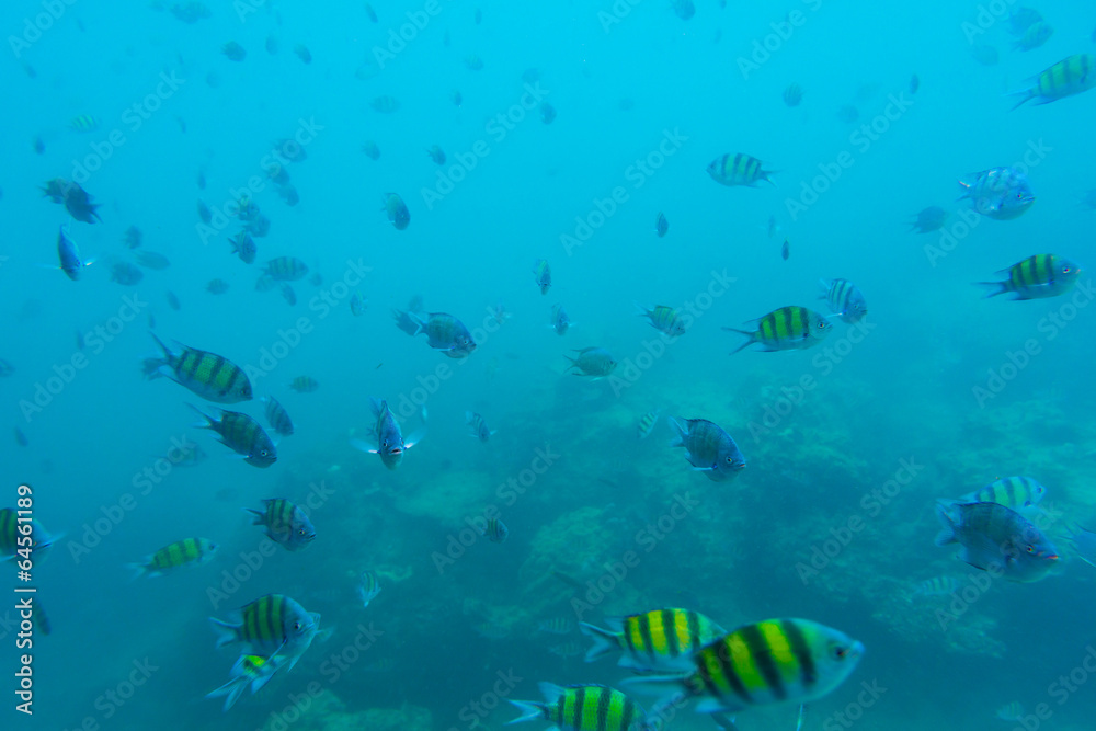 Fototapeta premium Group of coral fish in Andaman Sea
