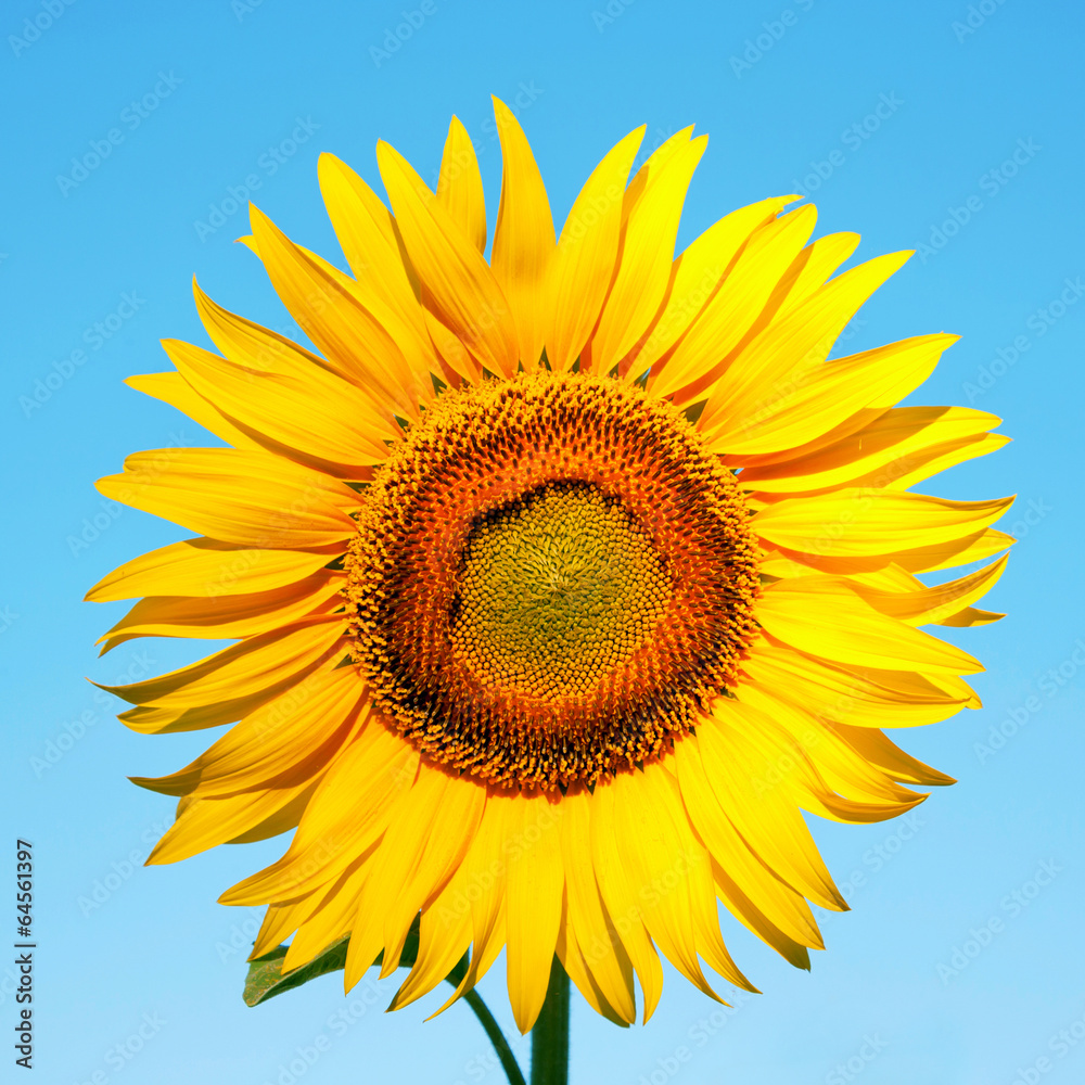 Sunflower on a background of blue sky.