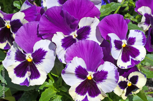 Stiefmütterchen - Viola