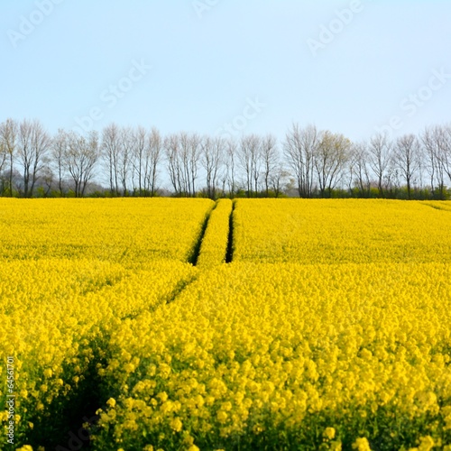 Rapsfeld