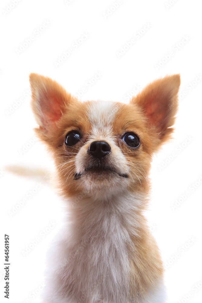 close up face of fancy pomeranian dog puppy isolated on white ba