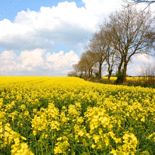 Landschaft im Frühling