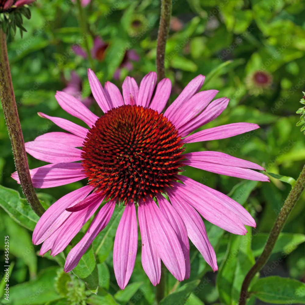 Roter Sonnenhut - Echinacea purpurea Roter Sonnenhut - Echinacea purpurea