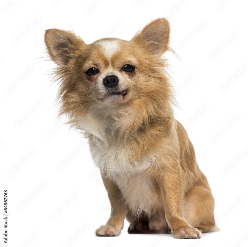 Chihuahua making a face (2 years old) Chihuahua making a face (2 years old)