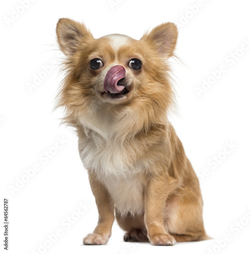 Fototapeta Naklejka Na Ścianę i Meble -  Chihuahua licking its lips (2 years old)