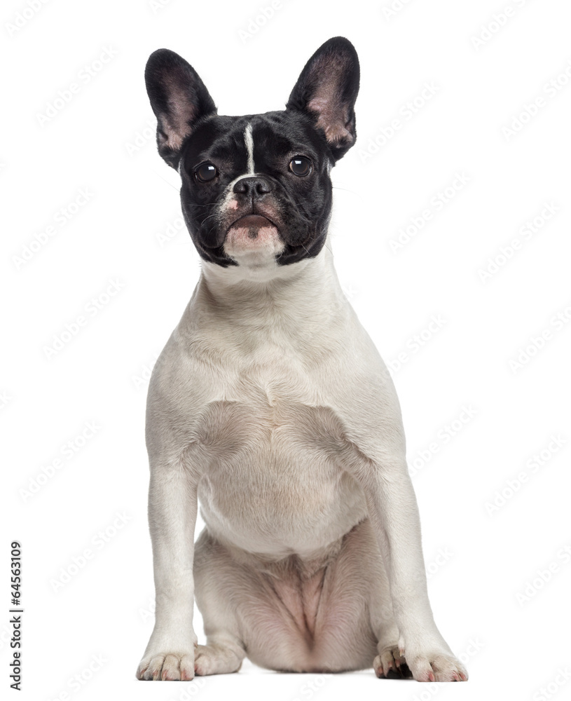 French Bulldog puppy sitting (6 months old)