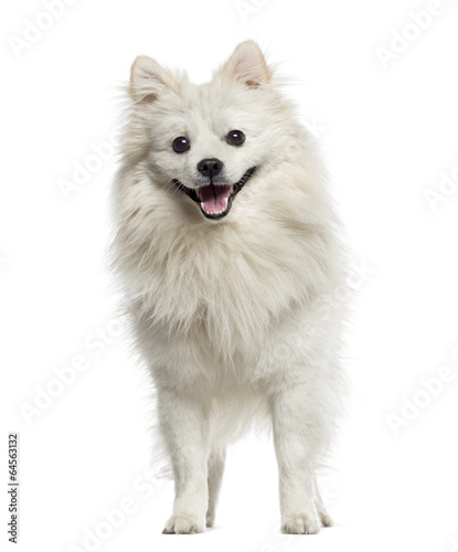 Fototapeta Naklejka Na Ścianę i Meble -  German Spitz panting (18 months old)